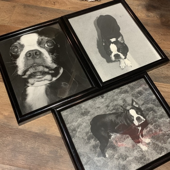 Set of 3 Professionally Framed Boston Terrier Gallery Wall Prints Vintage Photos - Picture 11 of 17